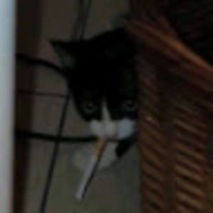 Meet your Posher, Cristian carmody